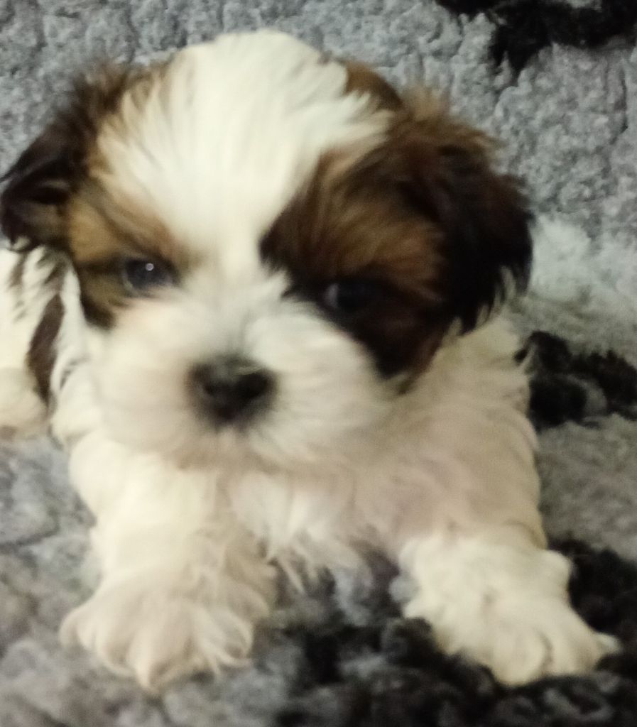 chiot Shih Tzu Du Domaine Des Plaines D'Argent