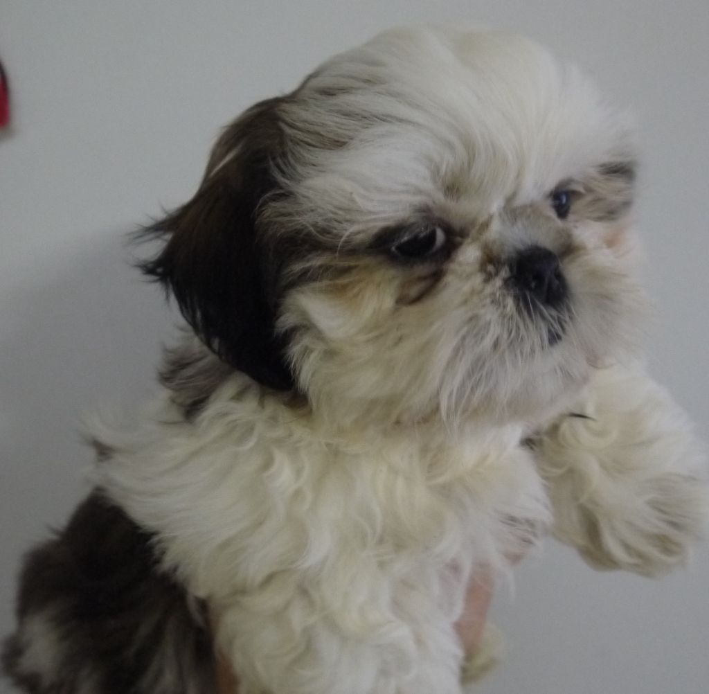 Du Domaine Des Plaines D'Argent - Chiot disponible  - Shih Tzu