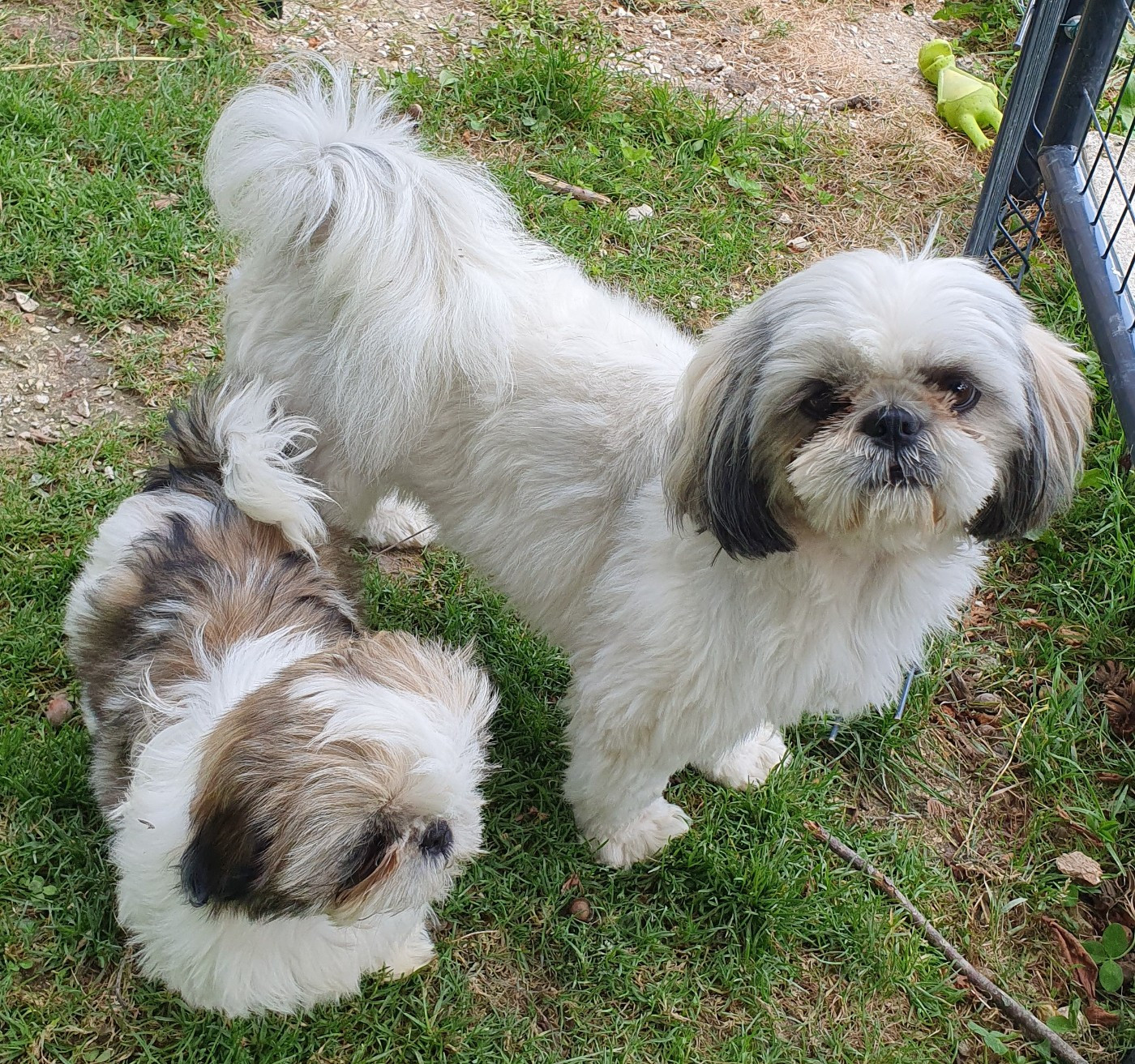 Bientôt des petites boules de poils