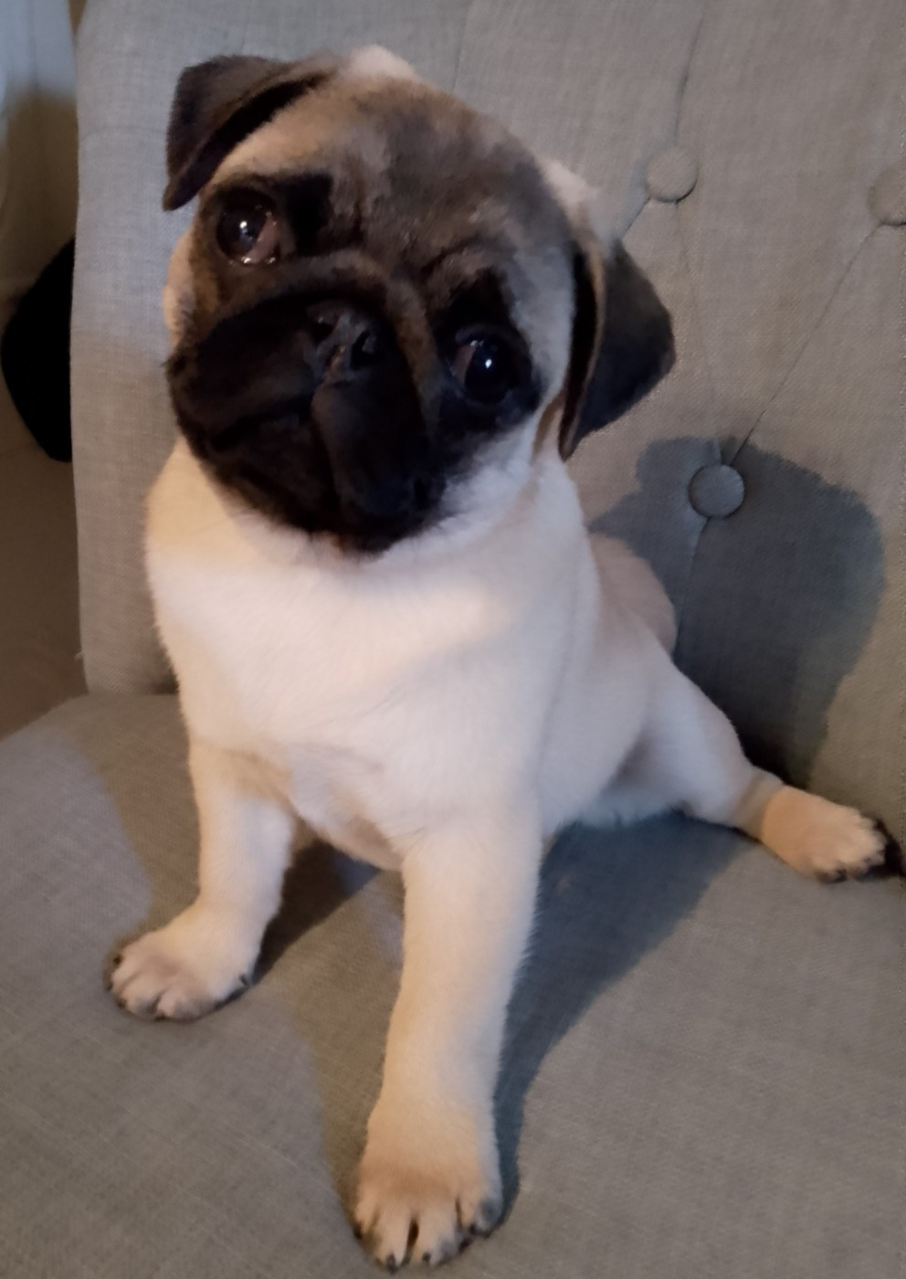 Notre Carlinette U2 Bientôt des Bébés