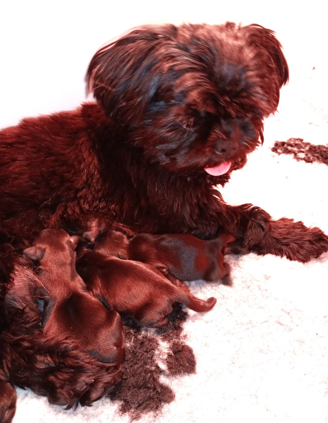 Des boules de poils toutes noirs sont arrivées