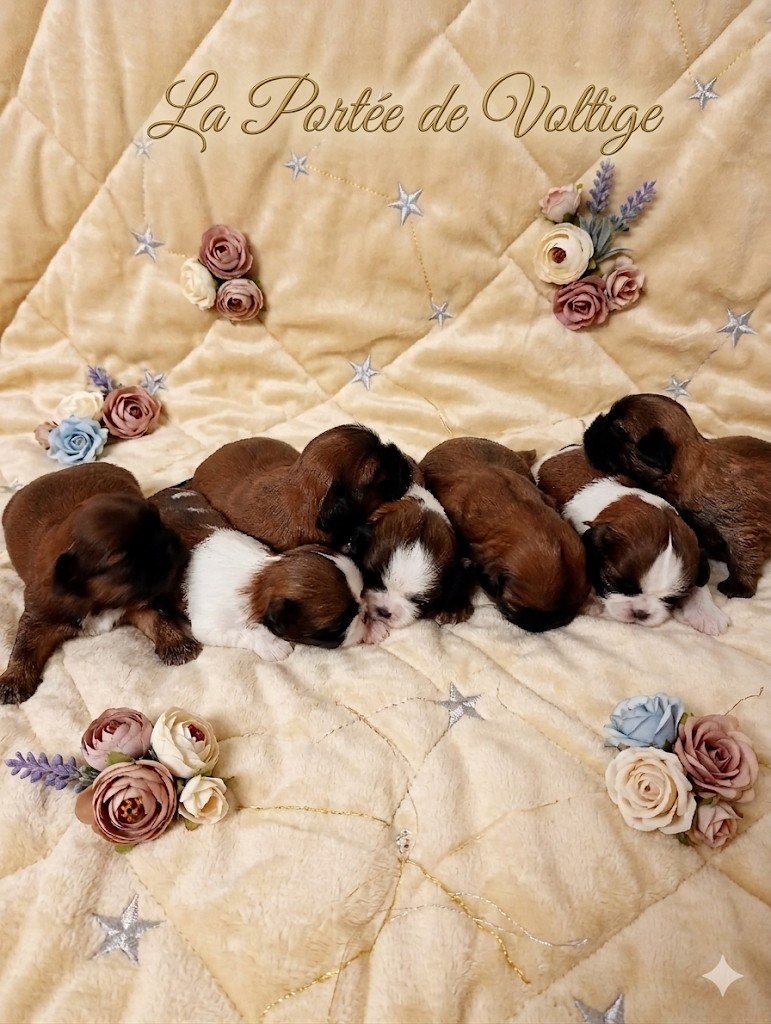 Les bébés de Voltige sont arrivée