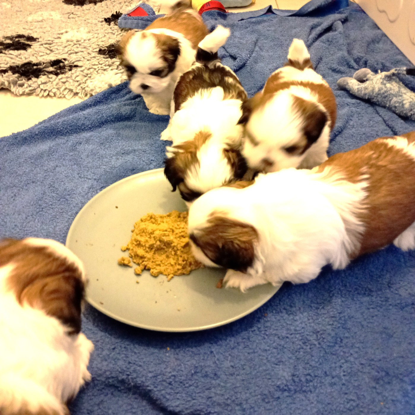 Les chiots commencent à manger tout seul
