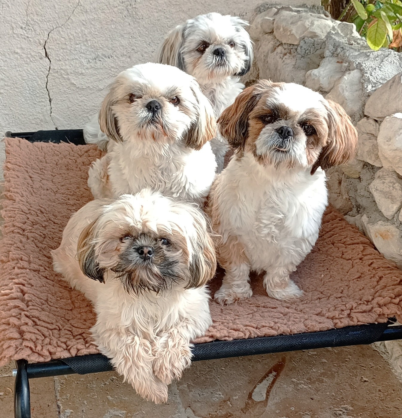 Nos shih tzu en famille