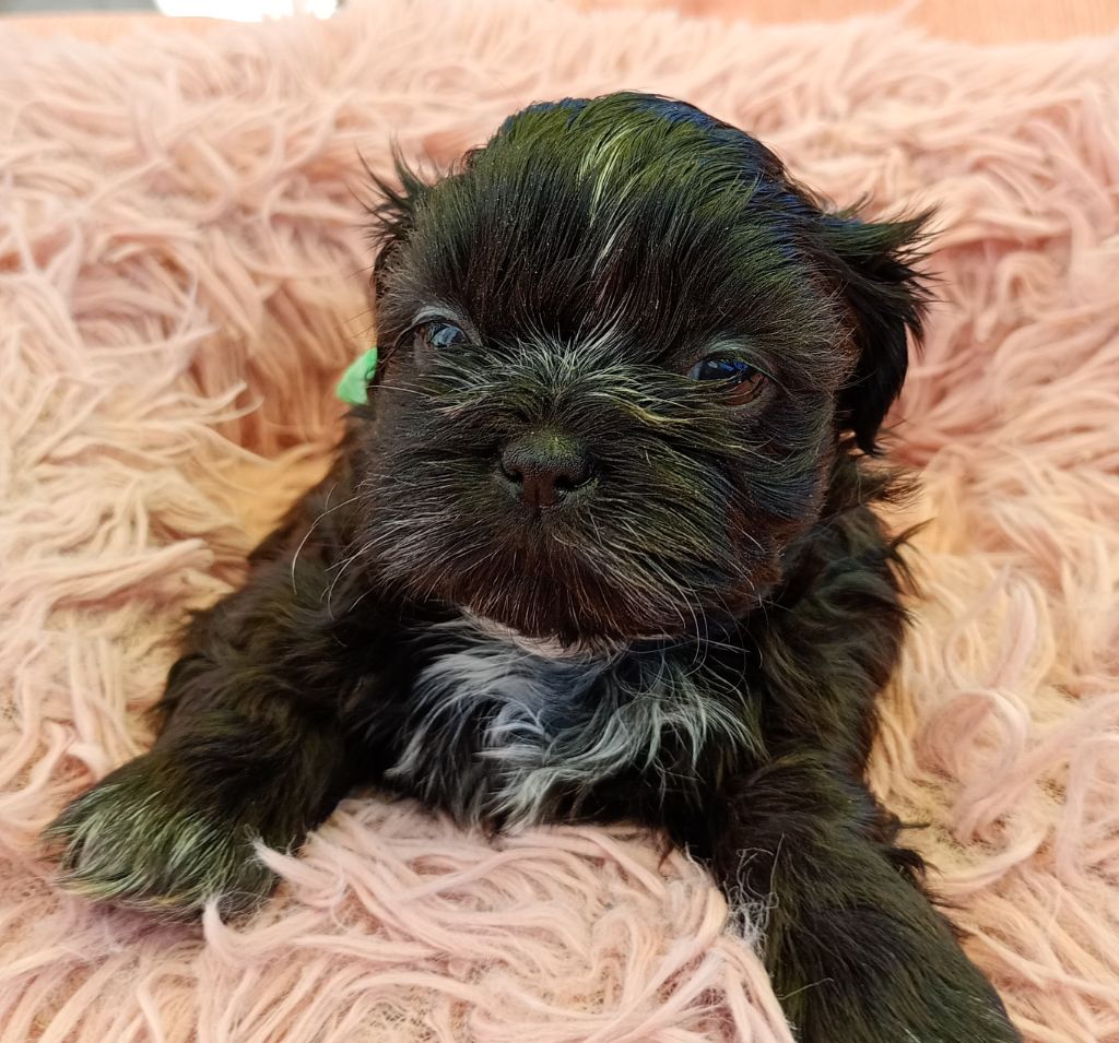 Du Domaine Des Plaines D'Argent - Chiots disponibles - Shih Tzu