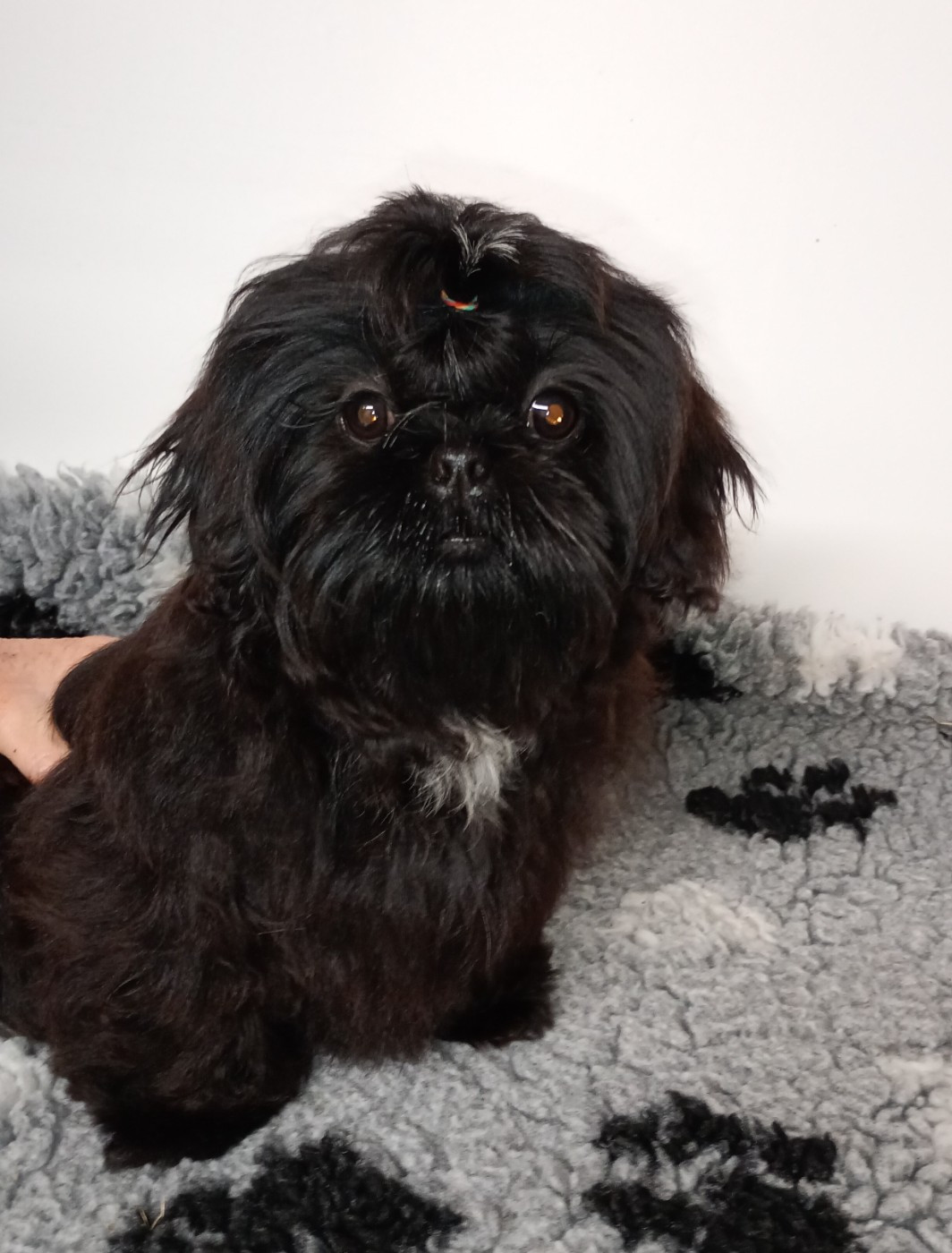 Du Domaine Des Plaines D'Argent - Chiots disponibles - Shih Tzu
