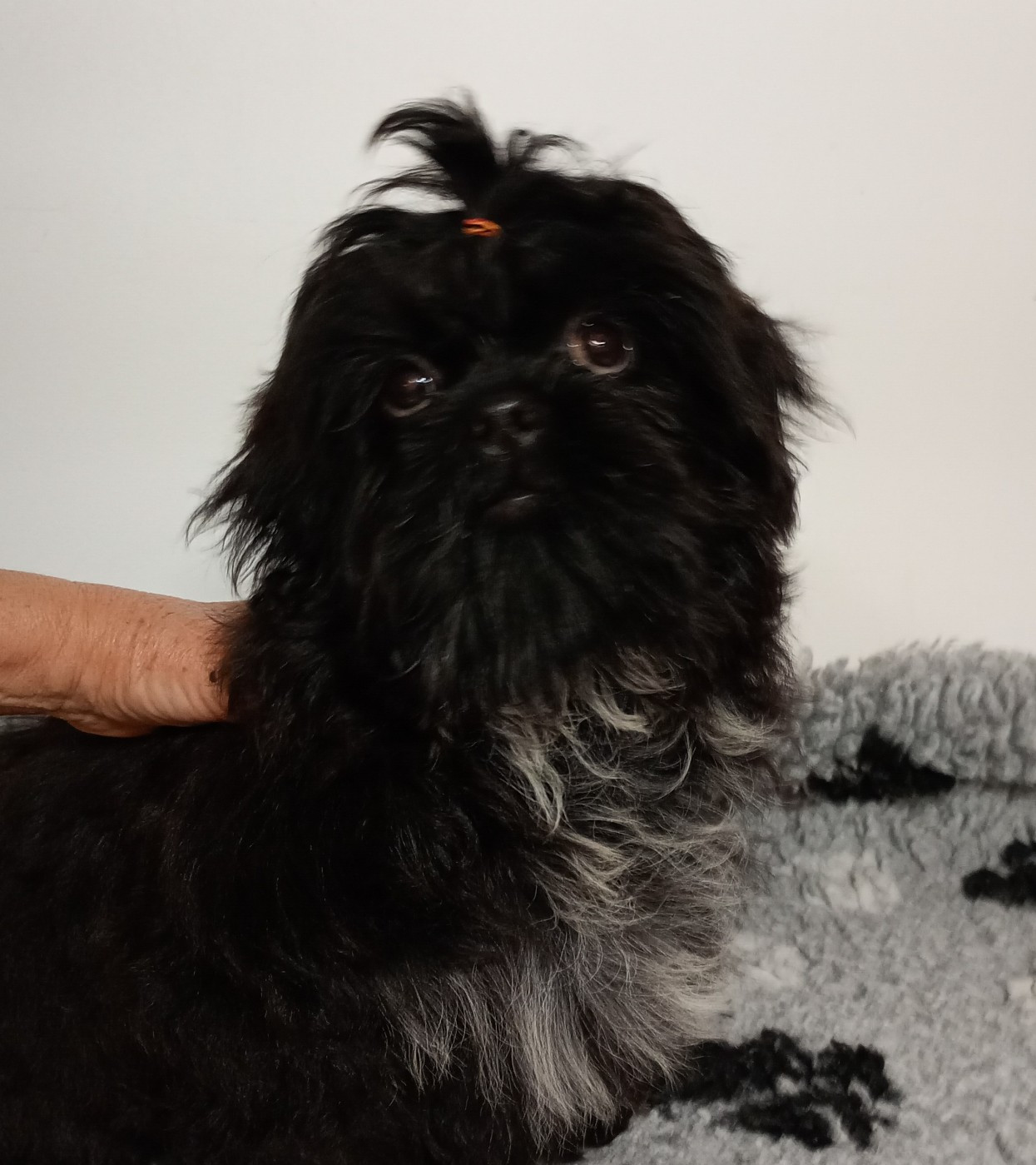 Du Domaine Des Plaines D'Argent - Chiots disponibles - Shih Tzu