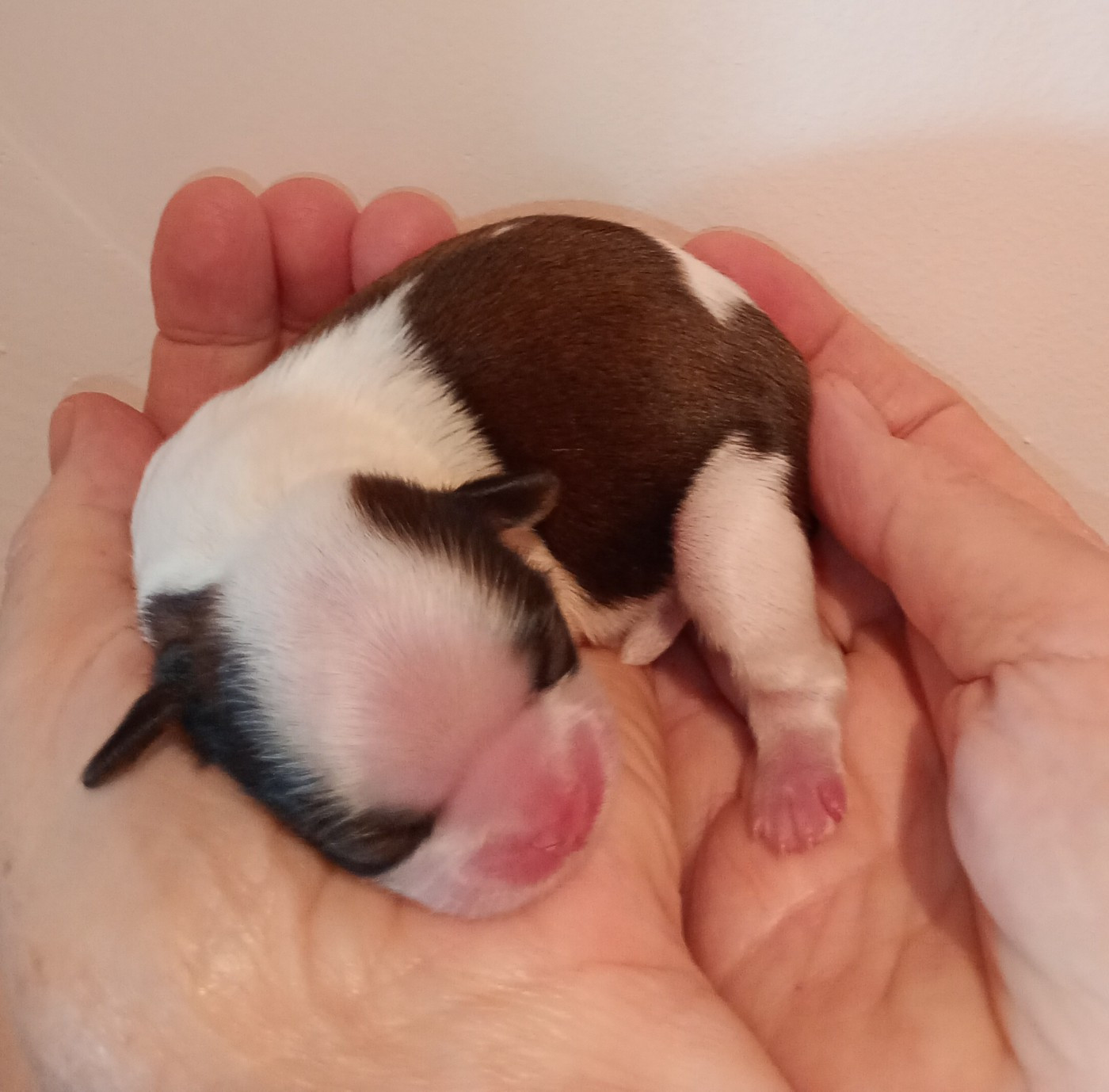 Du Domaine Des Plaines D'Argent - Chiots disponibles - Shih Tzu