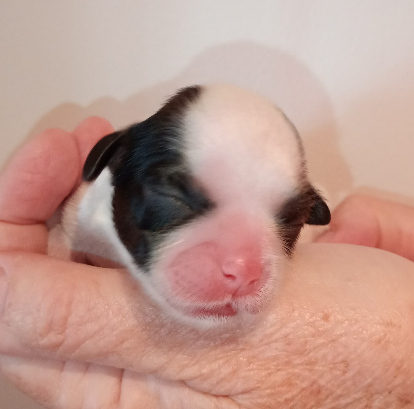 Du Domaine Des Plaines D'Argent - Chiots disponibles - Shih Tzu