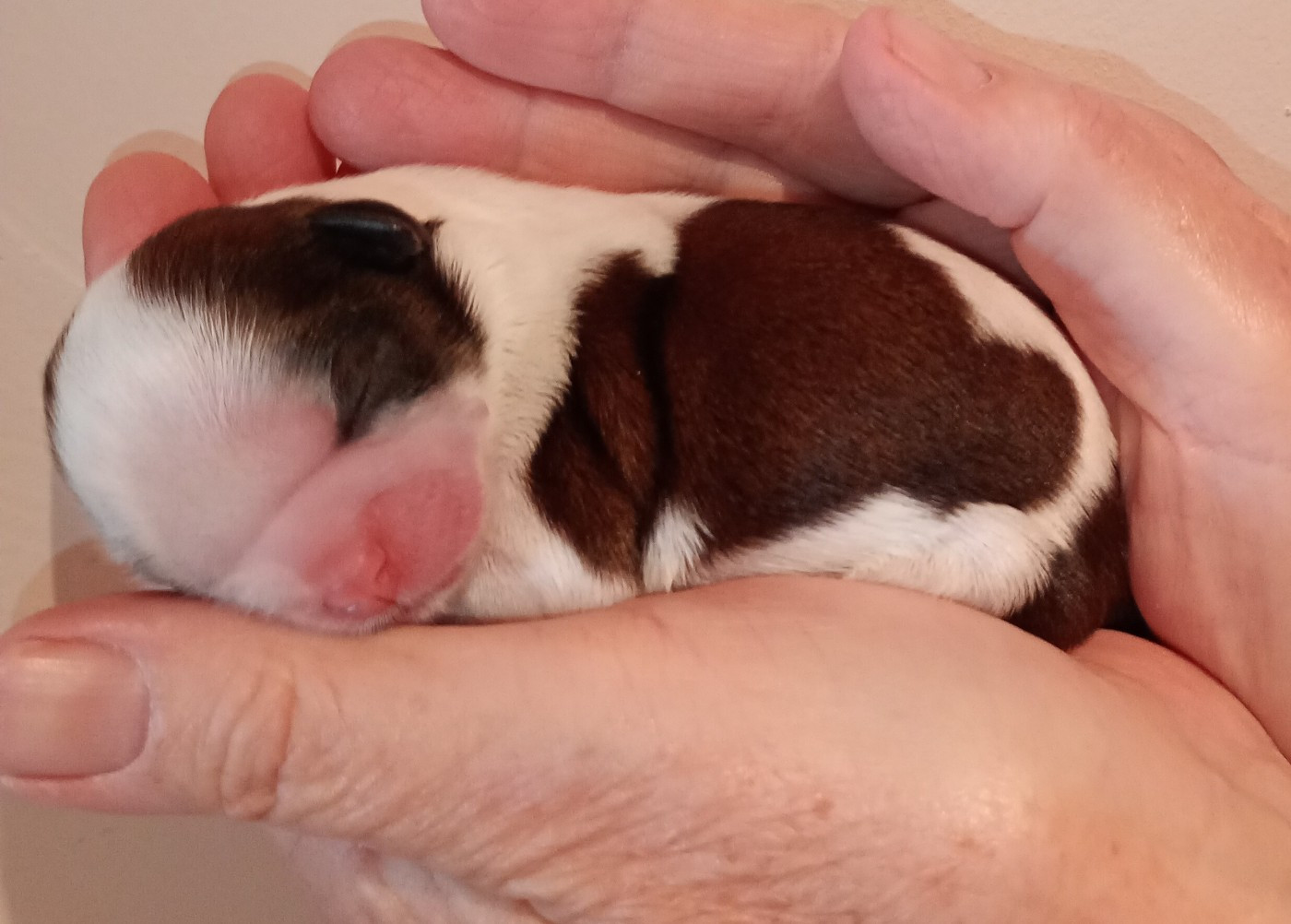 Du Domaine Des Plaines D'Argent - Chiots disponibles - Shih Tzu