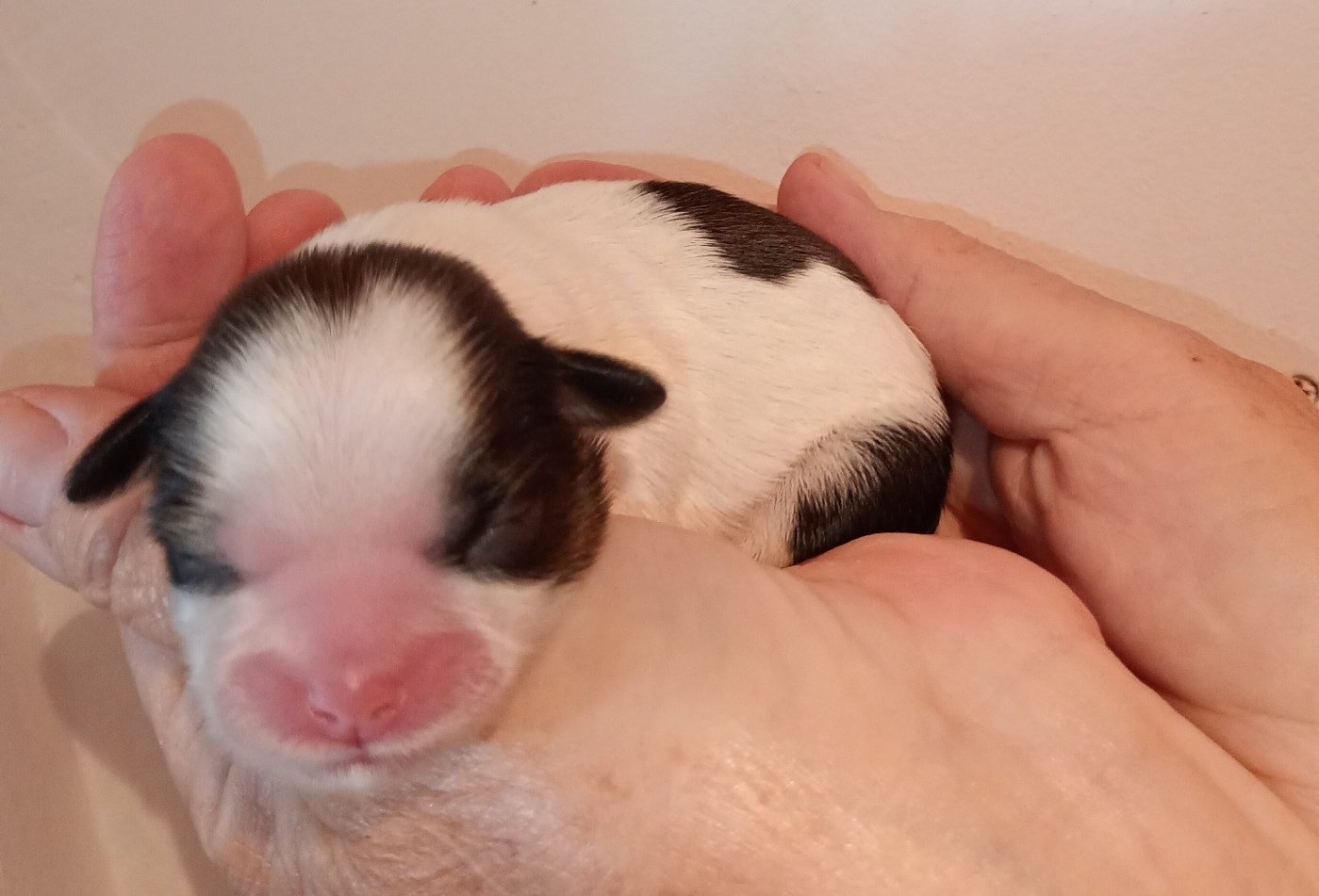 Du Domaine Des Plaines D'Argent - Chiots disponibles - Shih Tzu