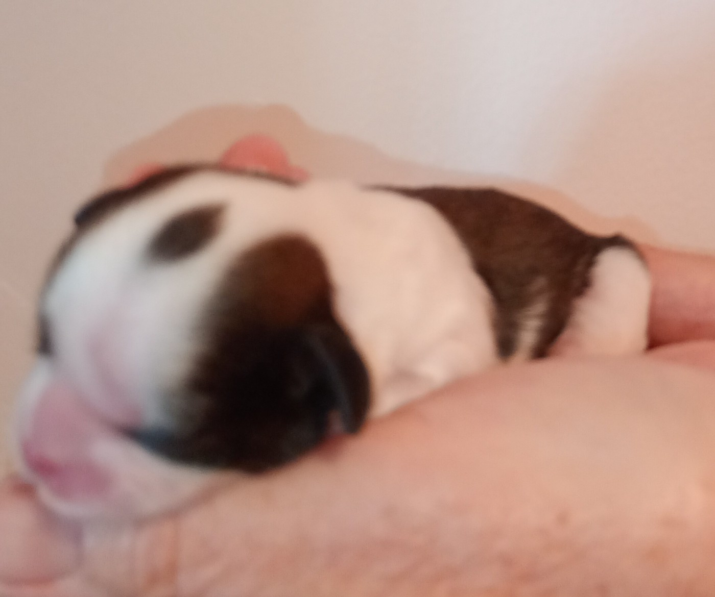 Du Domaine Des Plaines D'Argent - Chiots disponibles - Shih Tzu