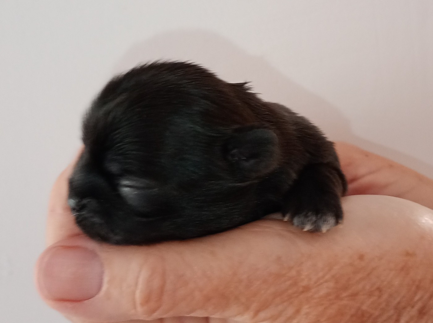 Du Domaine Des Plaines D'Argent - Chiots disponibles - Shih Tzu