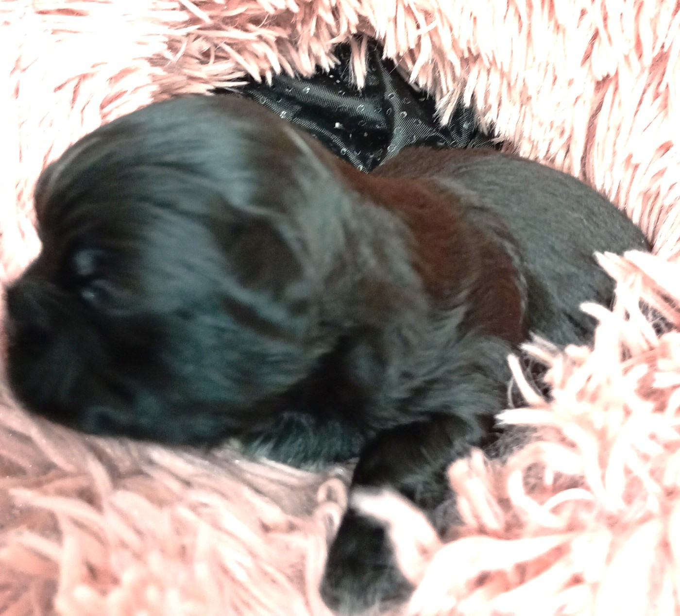 Du Domaine Des Plaines D'Argent - Chiots disponibles - Shih Tzu