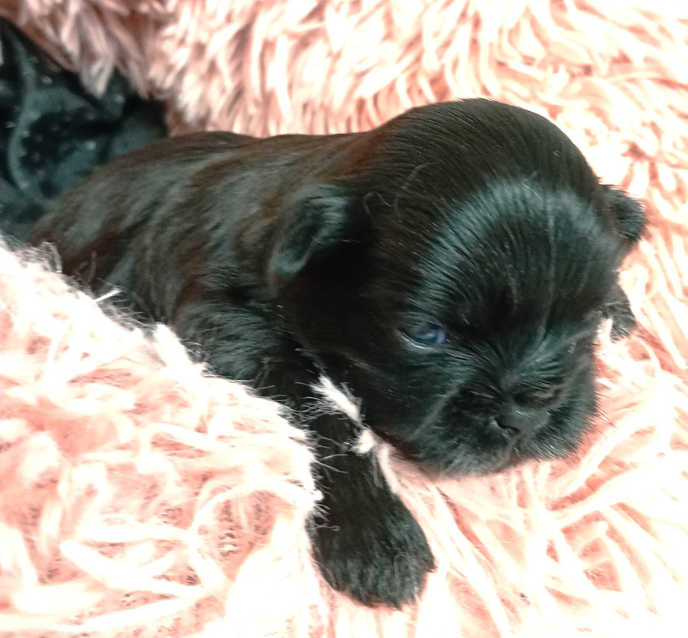 Du Domaine Des Plaines D'Argent - Chiots disponibles - Shih Tzu