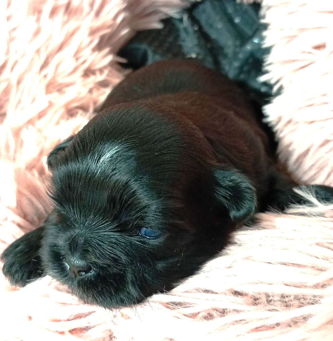 Du Domaine Des Plaines D'Argent - Chiots disponibles - Shih Tzu