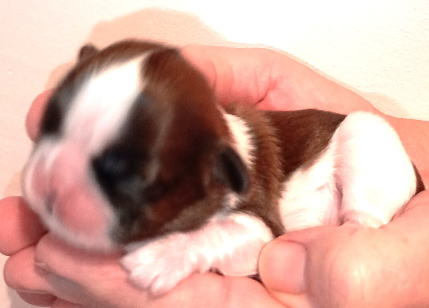 Du Domaine Des Plaines D'Argent - Chiots disponibles - Shih Tzu