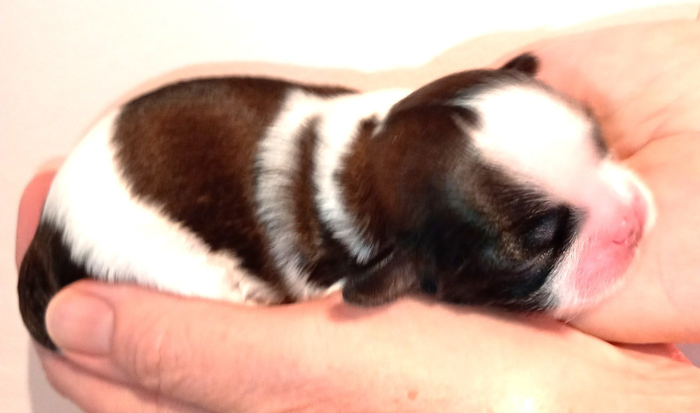 Du Domaine Des Plaines D'Argent - Chiots disponibles - Shih Tzu