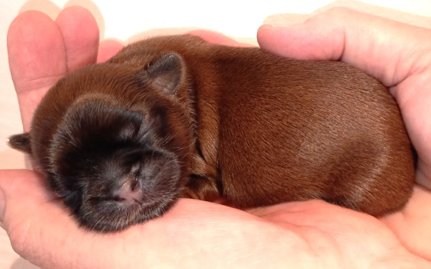 Du Domaine Des Plaines D'Argent - Chiots disponibles - Shih Tzu