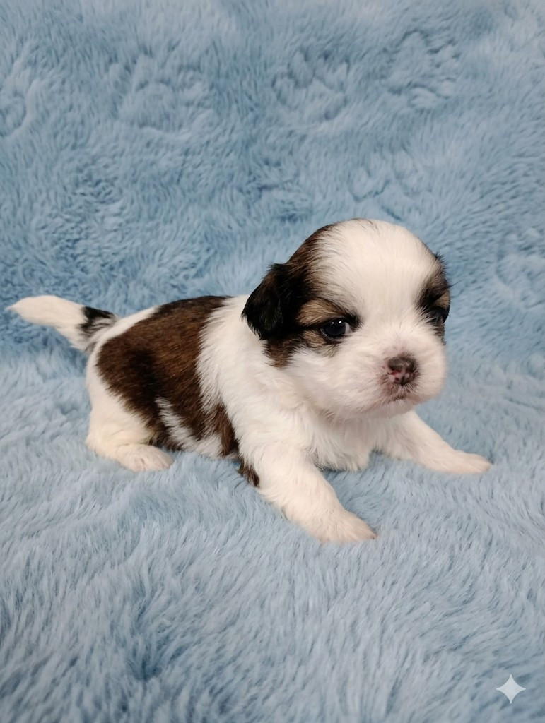 Du Domaine Des Plaines D'Argent - Chiots disponibles - Shih Tzu
