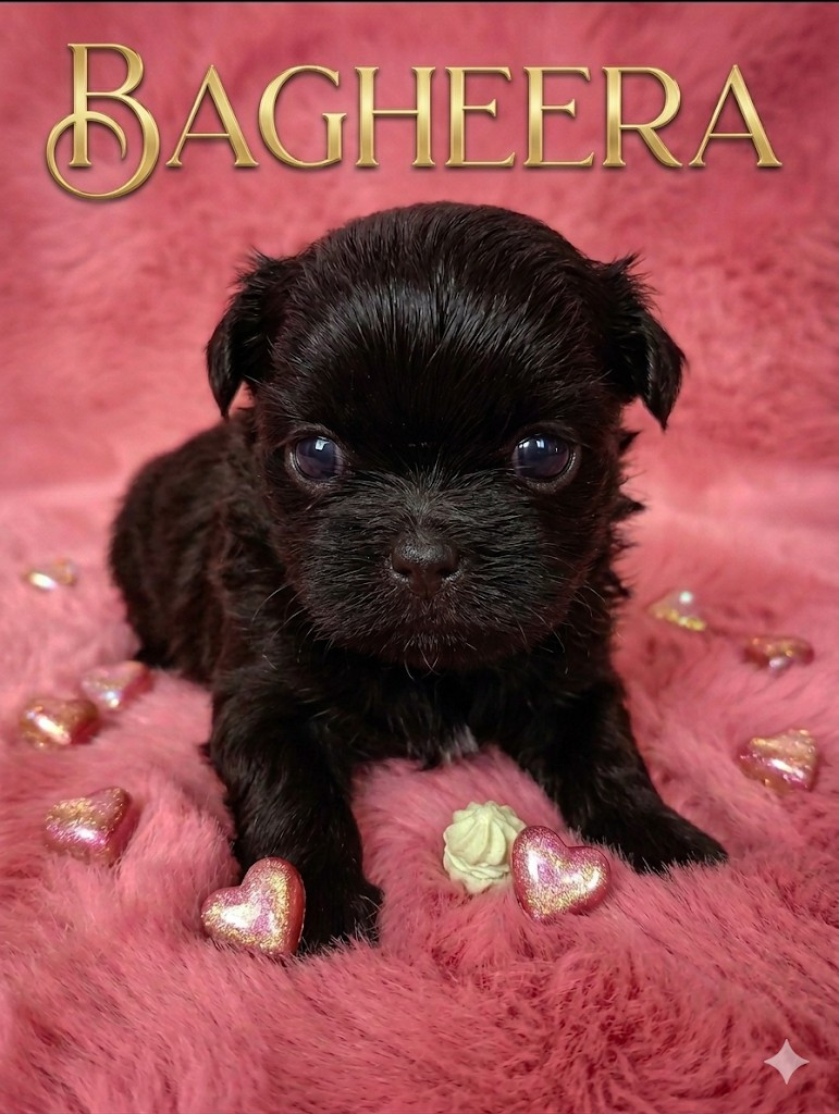 Du Domaine Des Plaines D'Argent - Chiots disponibles - Shih Tzu