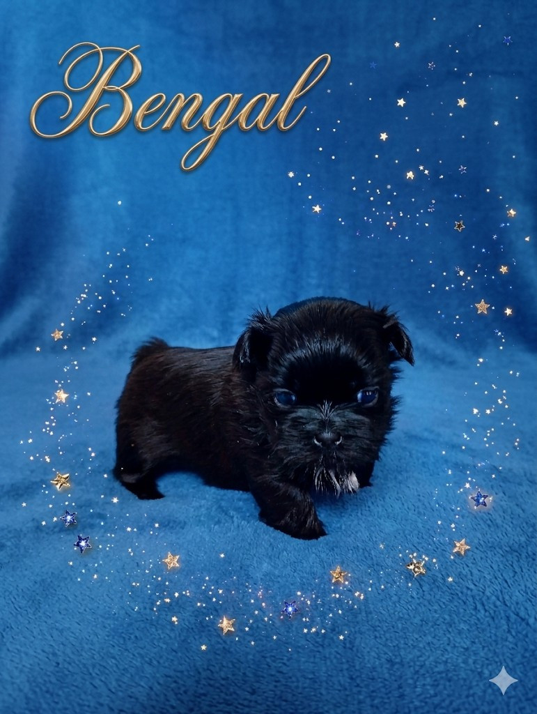 Du Domaine Des Plaines D'Argent - Chiots disponibles - Shih Tzu