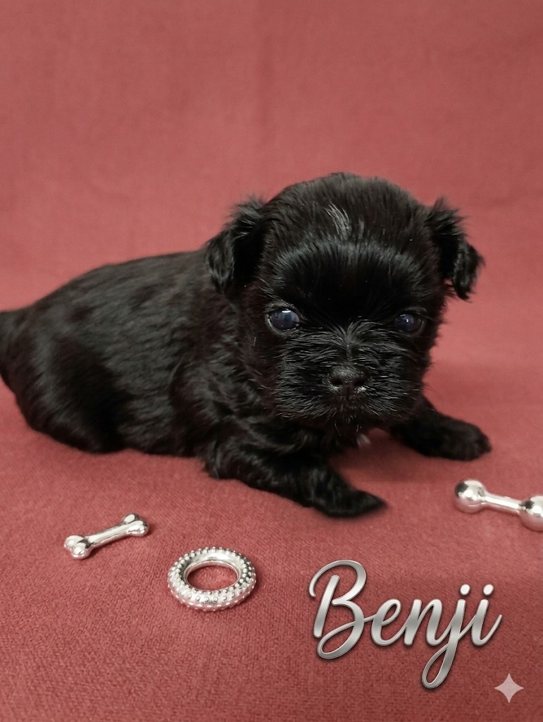 Du Domaine Des Plaines D'Argent - Chiots disponibles - Shih Tzu