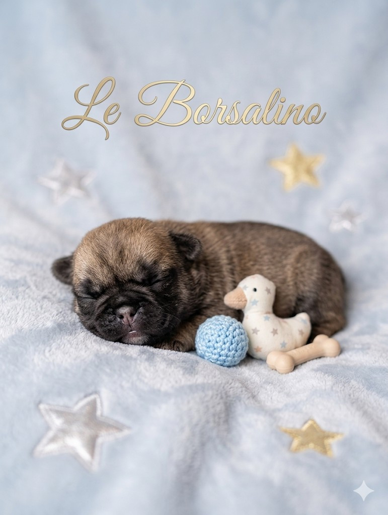 Du Domaine Des Plaines D'Argent - Chiots disponibles - Carlin