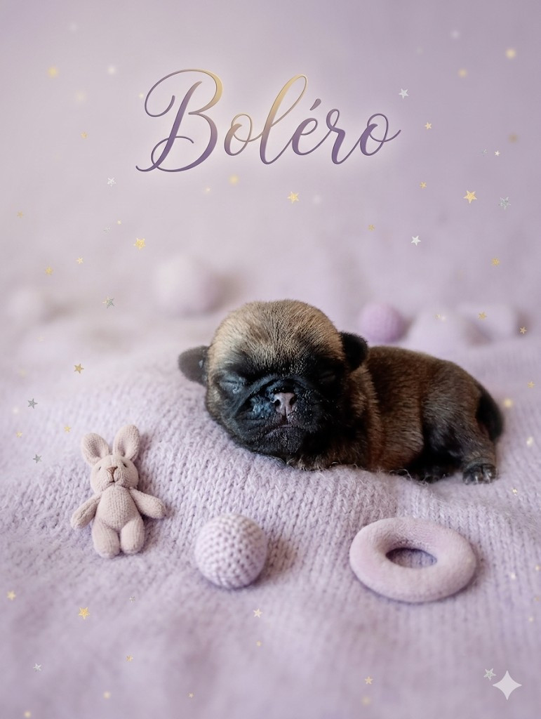 Du Domaine Des Plaines D'Argent - Chiots disponibles - Carlin