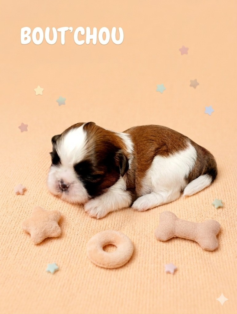 Du Domaine Des Plaines D'Argent - Chiots disponibles - Shih Tzu
