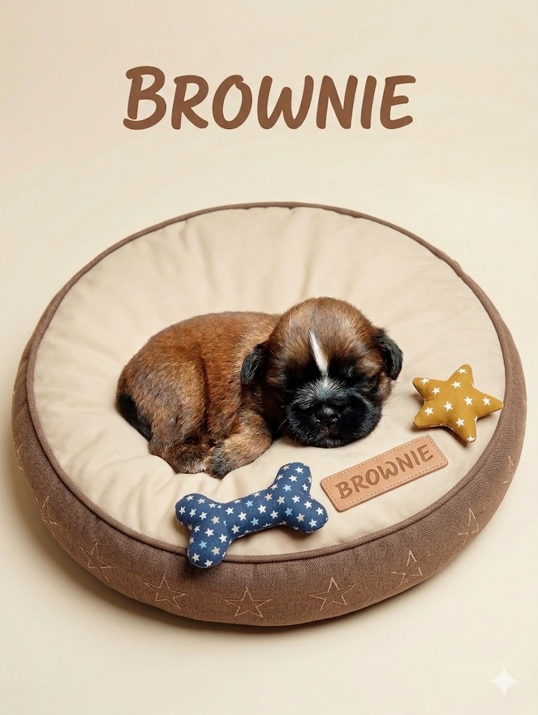 Du Domaine Des Plaines D'Argent - Chiots disponibles - Shih Tzu
