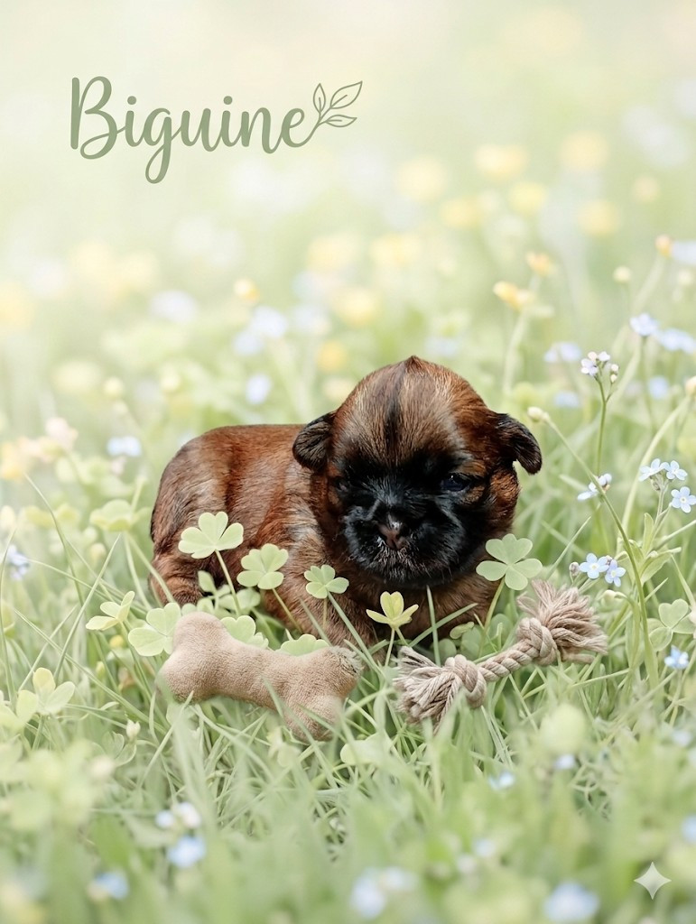 Du Domaine Des Plaines D'Argent - Chiots disponibles - Shih Tzu