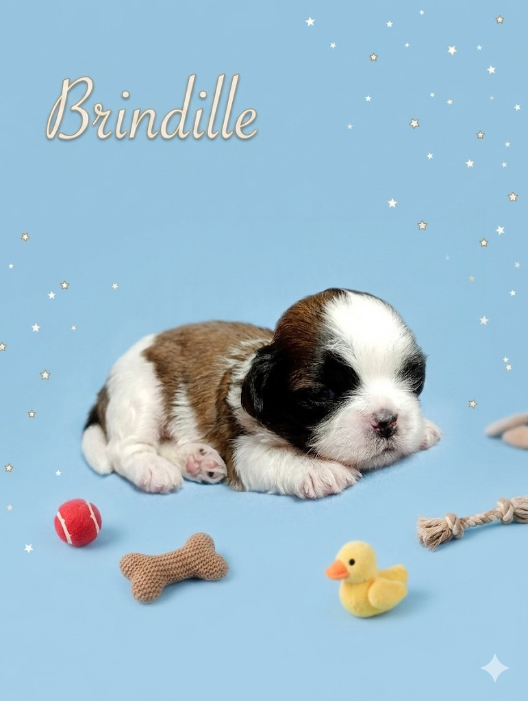 Du Domaine Des Plaines D'Argent - Chiots disponibles - Shih Tzu