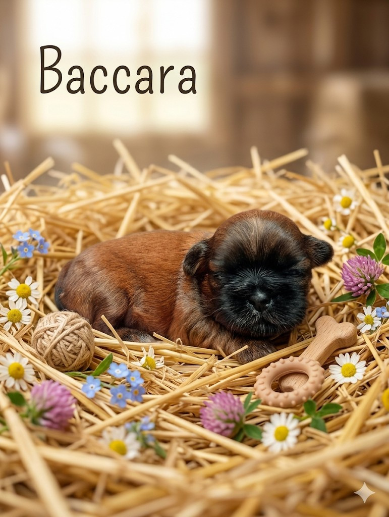 Du Domaine Des Plaines D'Argent - Chiots disponibles - Shih Tzu