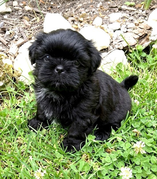 Du Domaine Des Plaines D'Argent - Chiots disponibles - Shih Tzu
