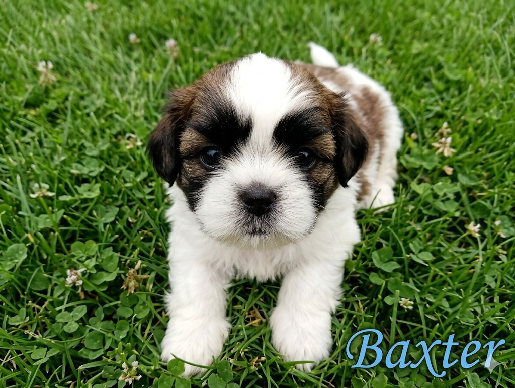 Du Domaine Des Plaines D'Argent - Chiots disponibles - Shih Tzu