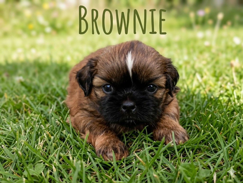 Du Domaine Des Plaines D'Argent - Chiots disponibles - Shih Tzu