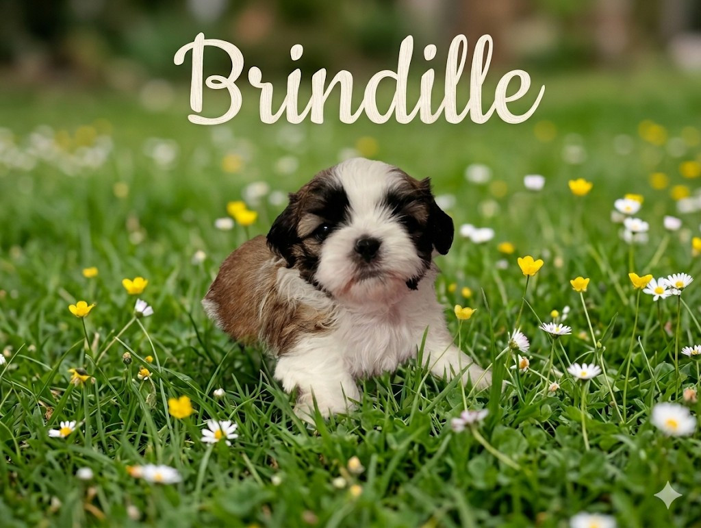 Du Domaine Des Plaines D'Argent - Chiots disponibles - Shih Tzu