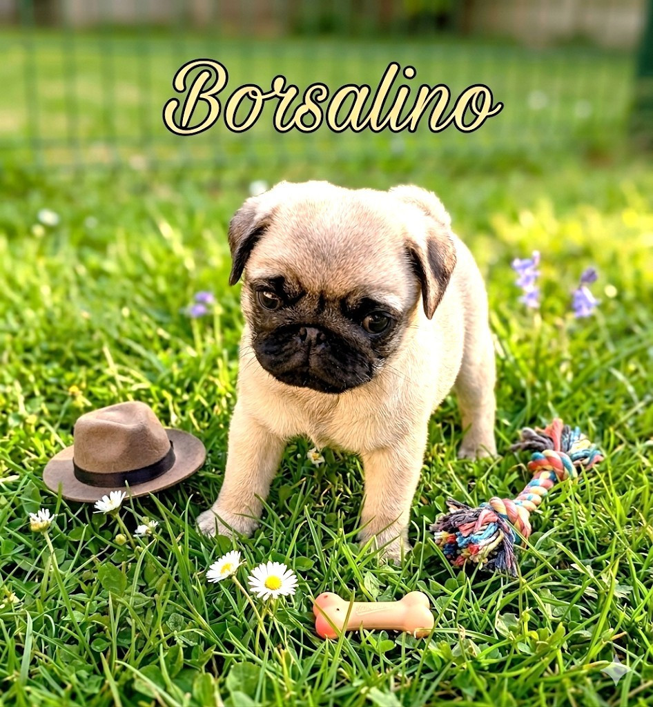 Du Domaine Des Plaines D'Argent - Chiots disponibles - Carlin