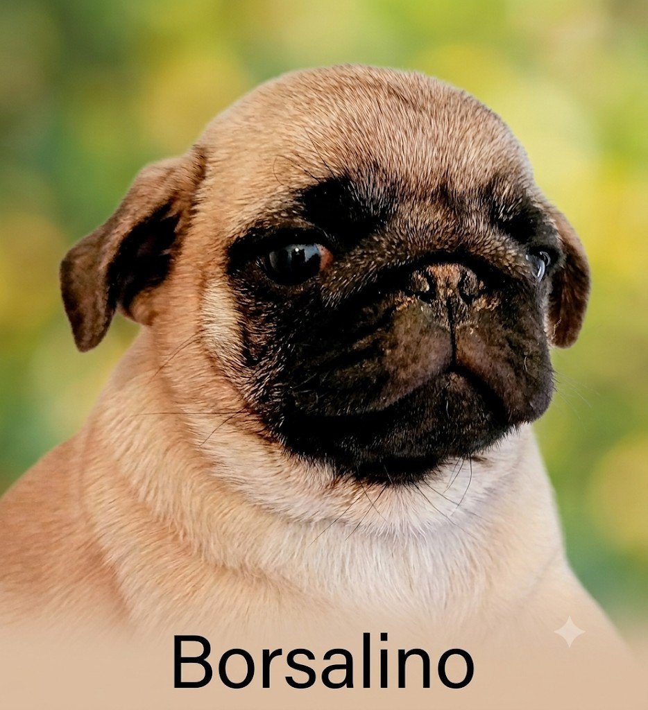 Du Domaine Des Plaines D'Argent - Chiots disponibles - Carlin