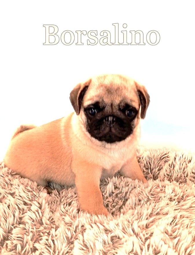 Du Domaine Des Plaines D'Argent - Chiots disponibles - Carlin