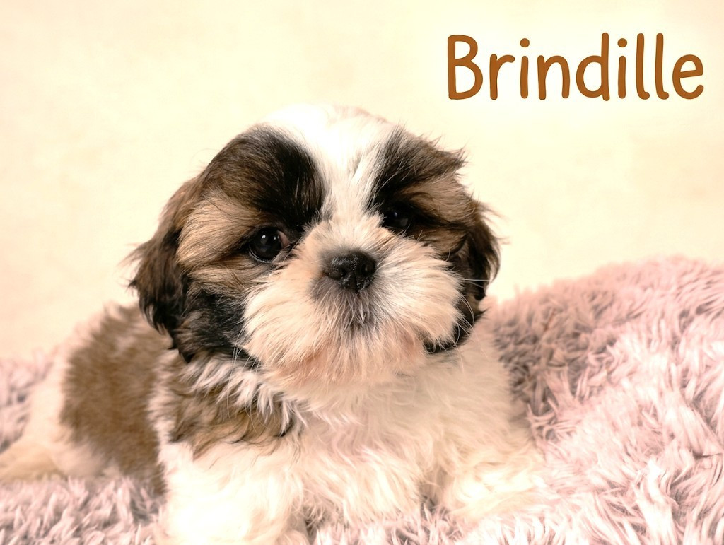 Du Domaine Des Plaines D'Argent - Chiots disponibles - Shih Tzu