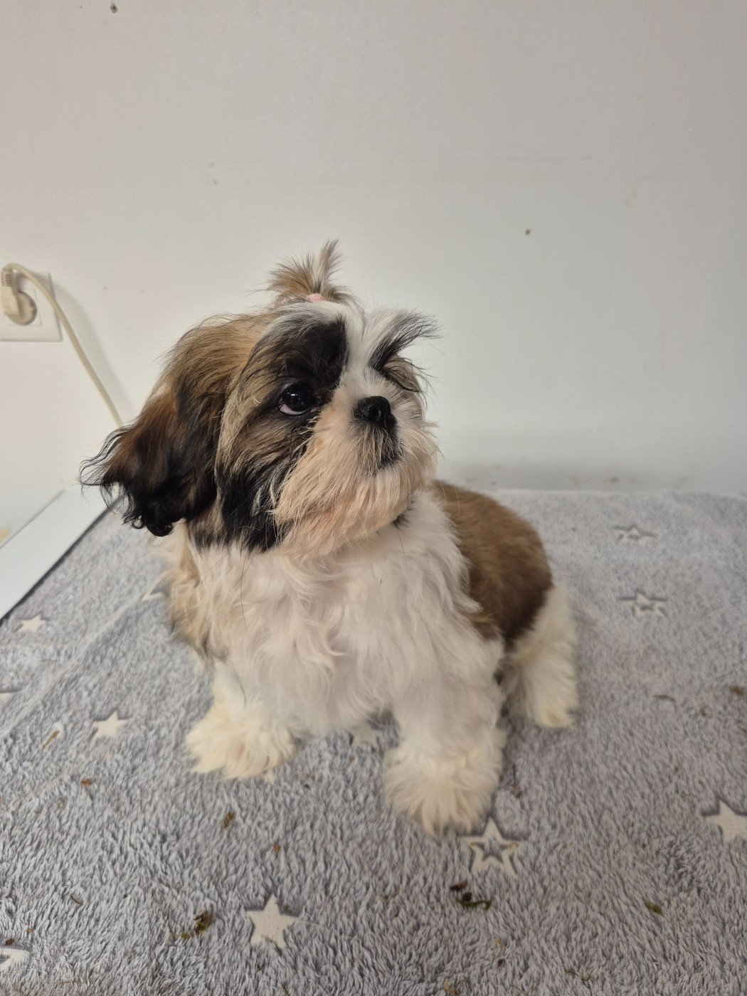 Du Domaine Des Plaines D'Argent - Chiots disponibles - Shih Tzu