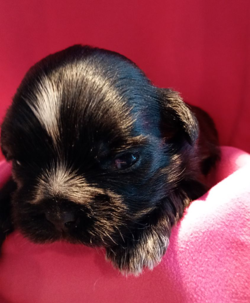 Du Domaine Des Plaines D'Argent - Chiots disponibles - Shih Tzu