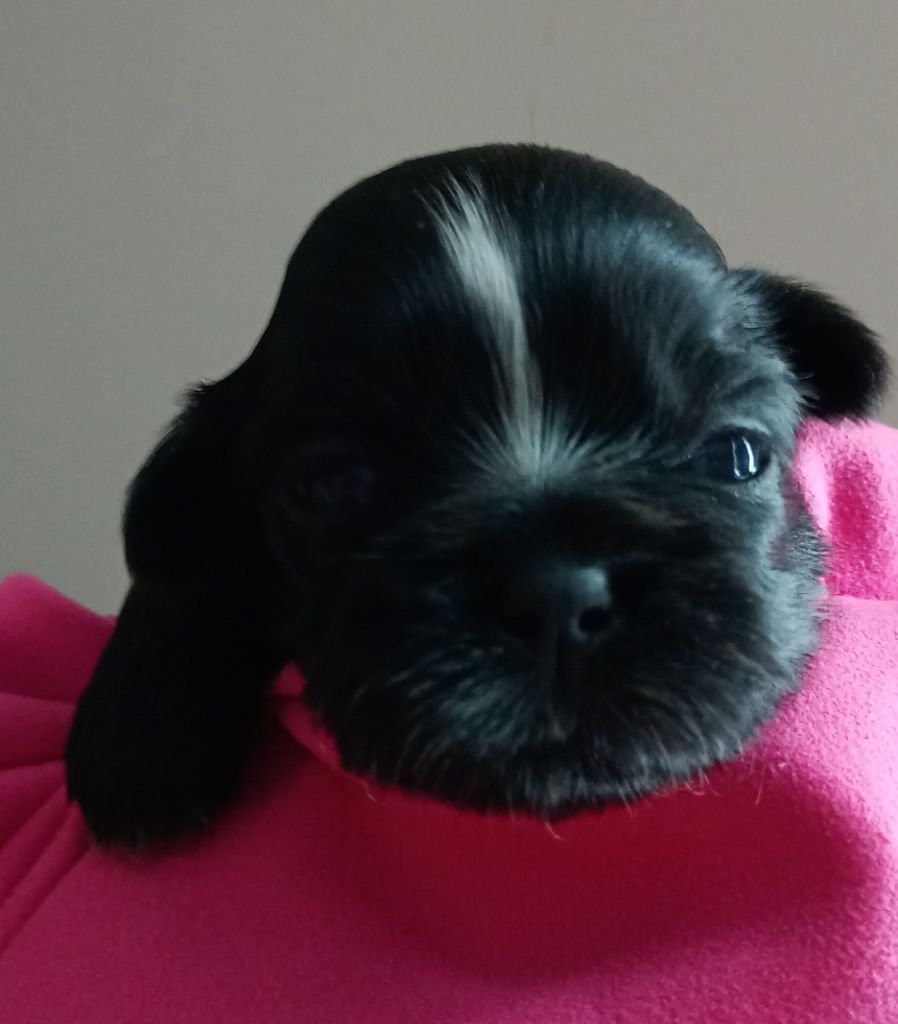 Du Domaine Des Plaines D'Argent - Chiots disponibles - Shih Tzu