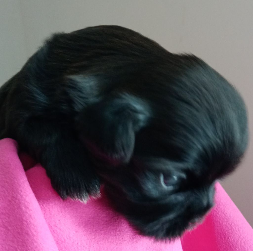 Du Domaine Des Plaines D'Argent - Chiots disponibles - Shih Tzu