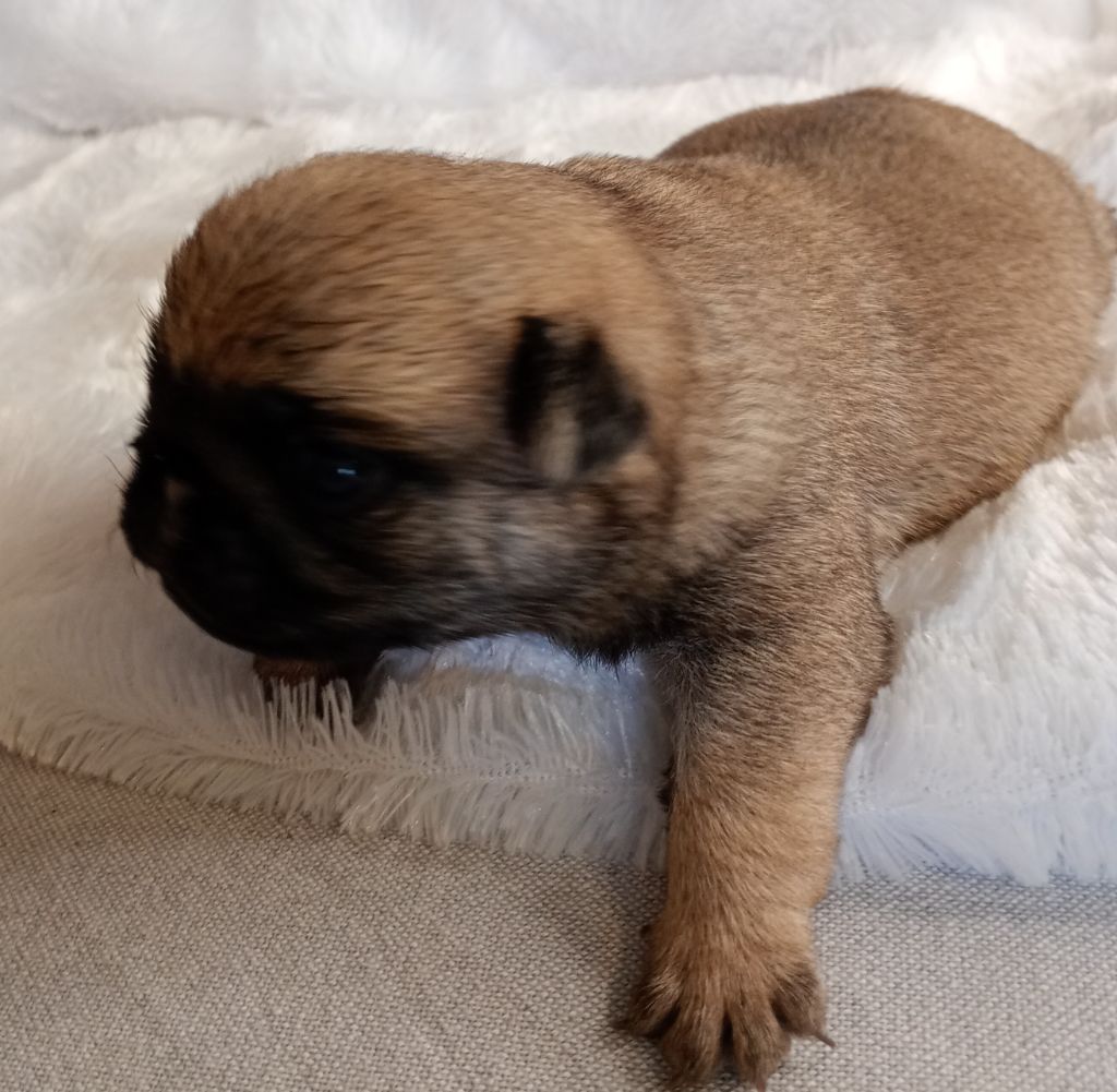 Du Domaine Des Plaines D'Argent - Chiots disponibles - Carlin