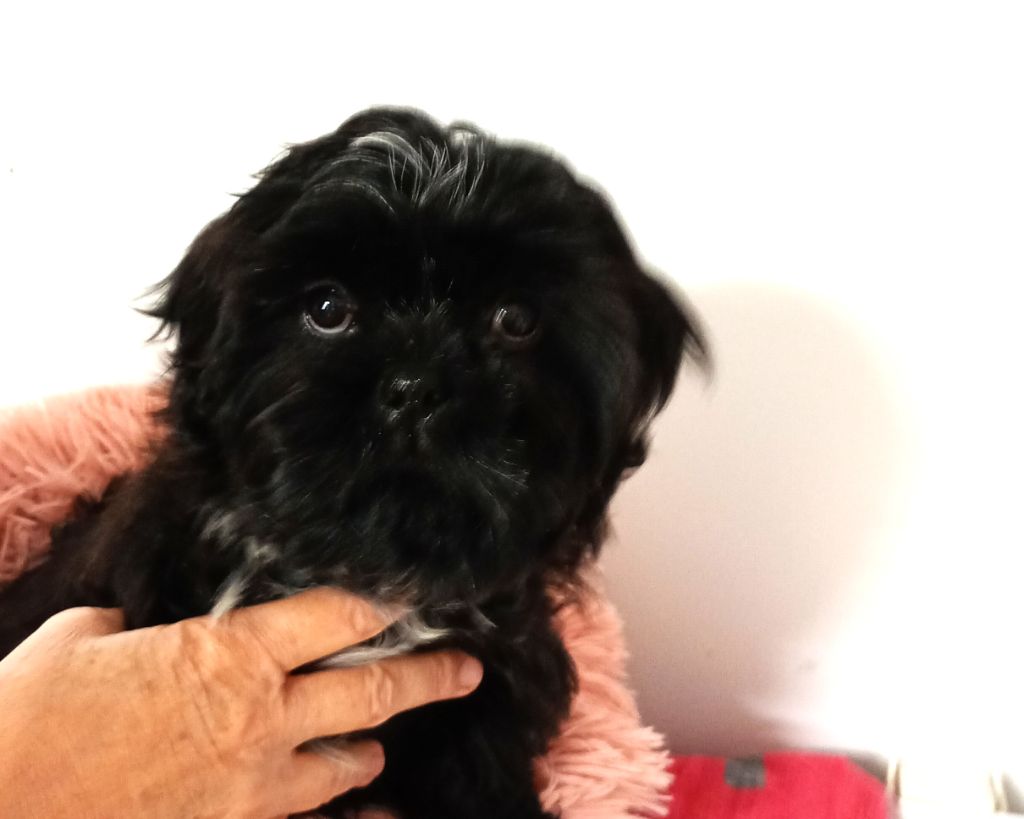 Du Domaine Des Plaines D'Argent - Chiots disponibles - Shih Tzu