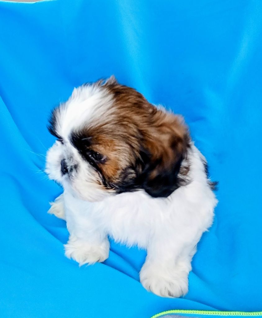 Du Domaine Des Plaines D'Argent - Chiots disponibles - Shih Tzu