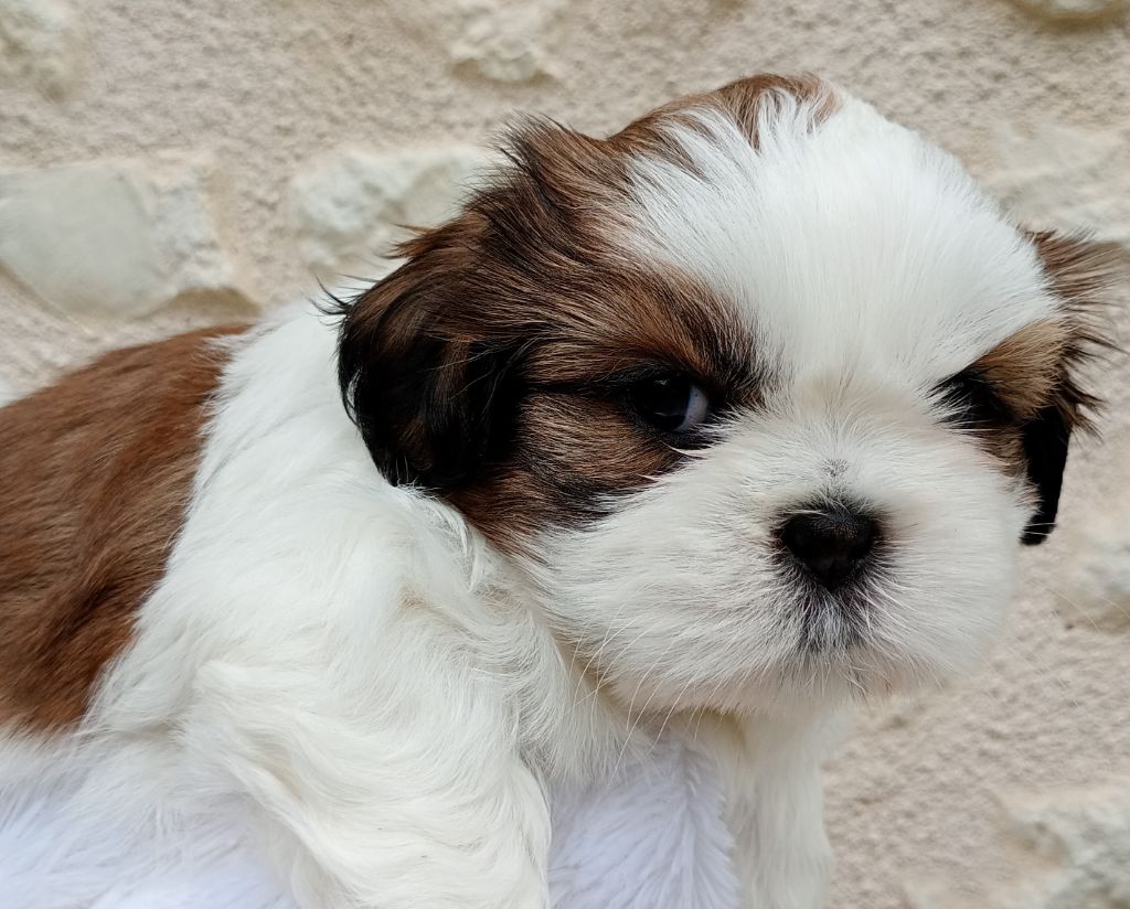 Du Domaine Des Plaines D'Argent - Chiots disponibles - Shih Tzu